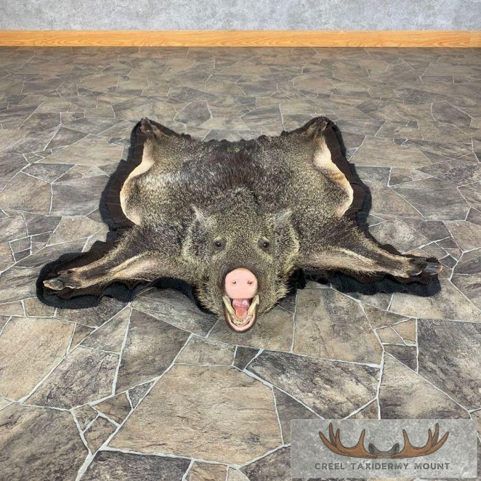 Peccary Full Size Taxidermy Rug Mount For Sale