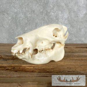 Peccary Skull Taxidermy Mount Taxidermy