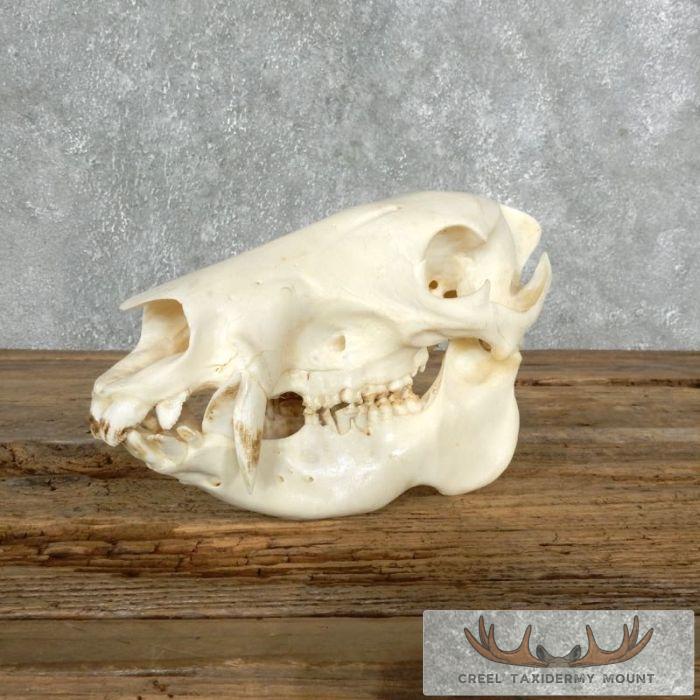 Peccary Skull Taxidermy Mount For Sale