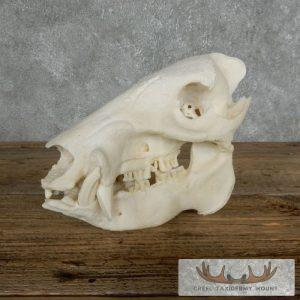 Peccary Skull Taxidermy Mount Taxidermy