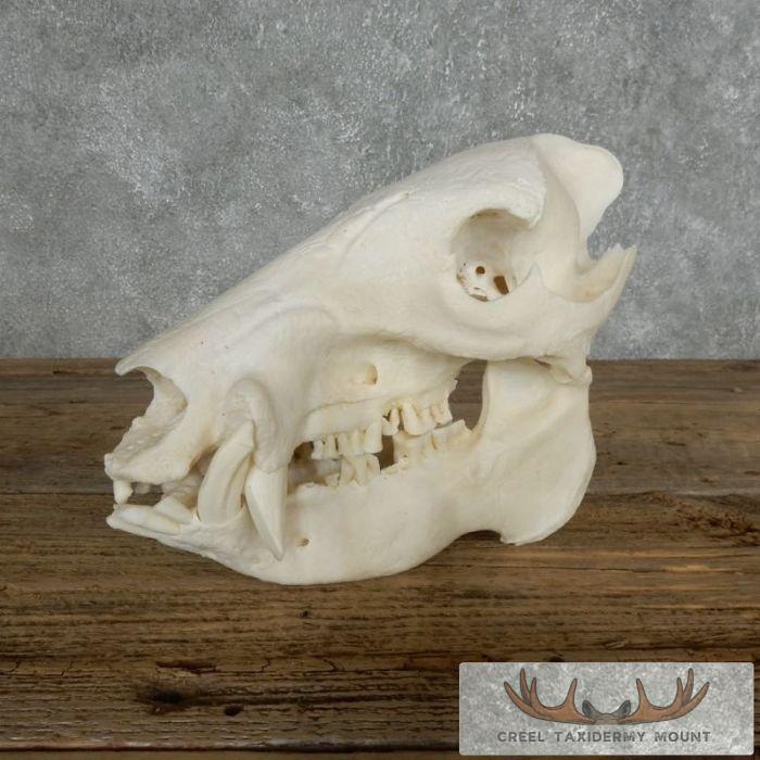 Peccary Skull Taxidermy Mount For Sale
