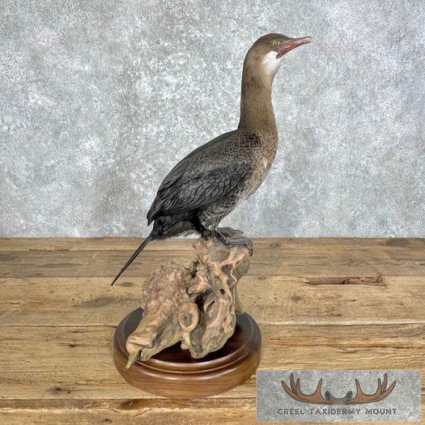 Juvenile Cormorant Taxidermy Bird Mount For Sale