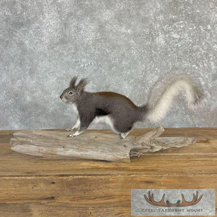 Kaibab Squirrel Life-Size Taxidermy Mount For Sale