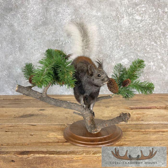 Kaibab Squirrel Life-Size Taxidermy Mount For Sale