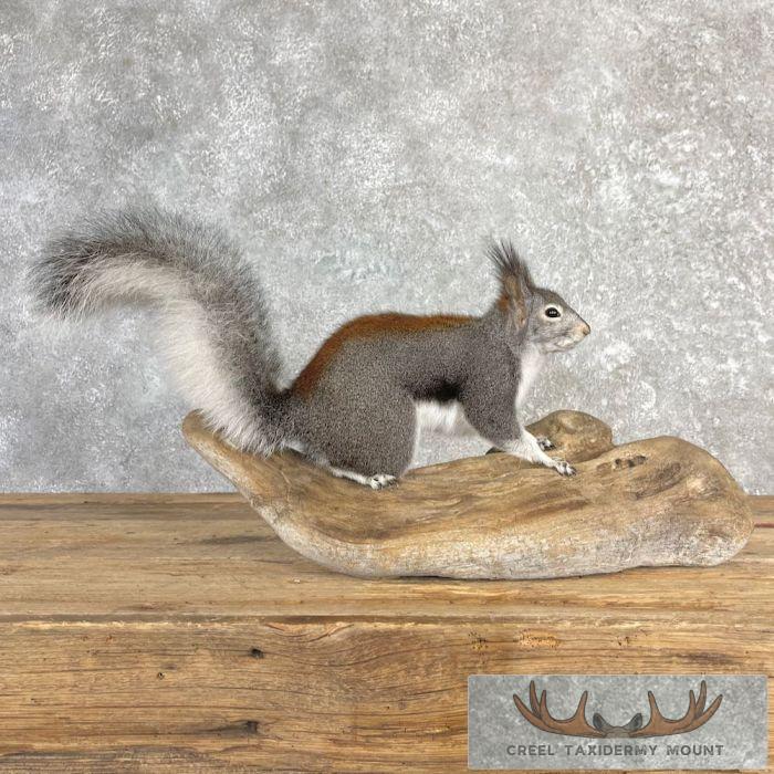 Kaibab Squirrel Life-Size Taxidermy Mount For Sale