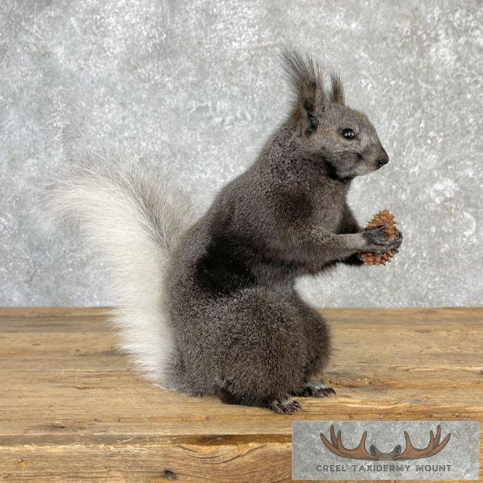 Kaibab Squirrel Life-Size Taxidermy Mount For Sale