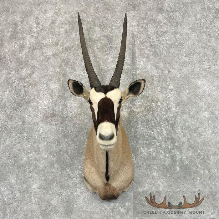 Gemsbok Oryx Taxidermy Shoulder Mount For Sale