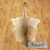 Kangaroo Taxidermy Rug for Sale
