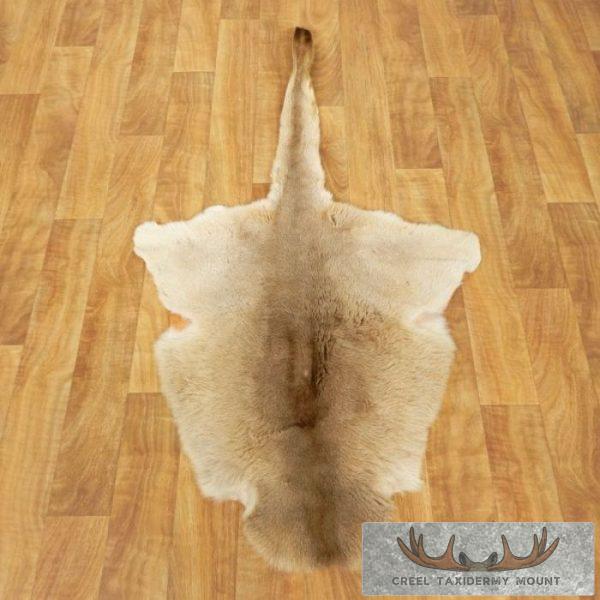 Kangaroo Taxidermy Rug for Sale