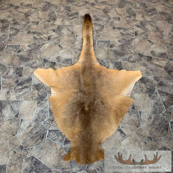 Kangaroo Taxidermy Hide for Sale