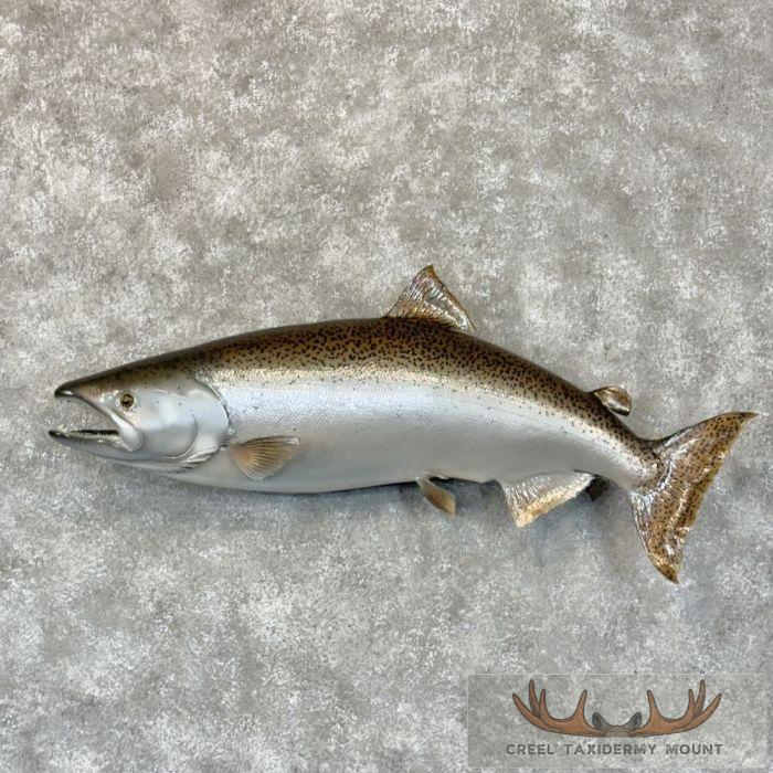 34" King (Chinook) Salmon Fish Mount For Sale