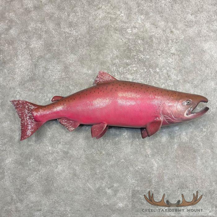 King (Chinook) Salmon Taxidermy Fish Mount For Sale