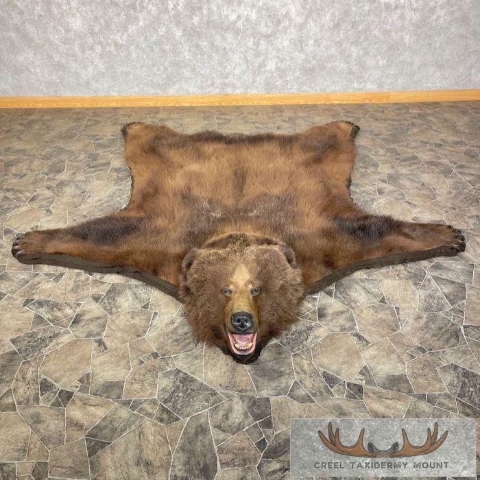 Kodiak Brown Bear Full-Size Taxidermy Rug Mount For Sale