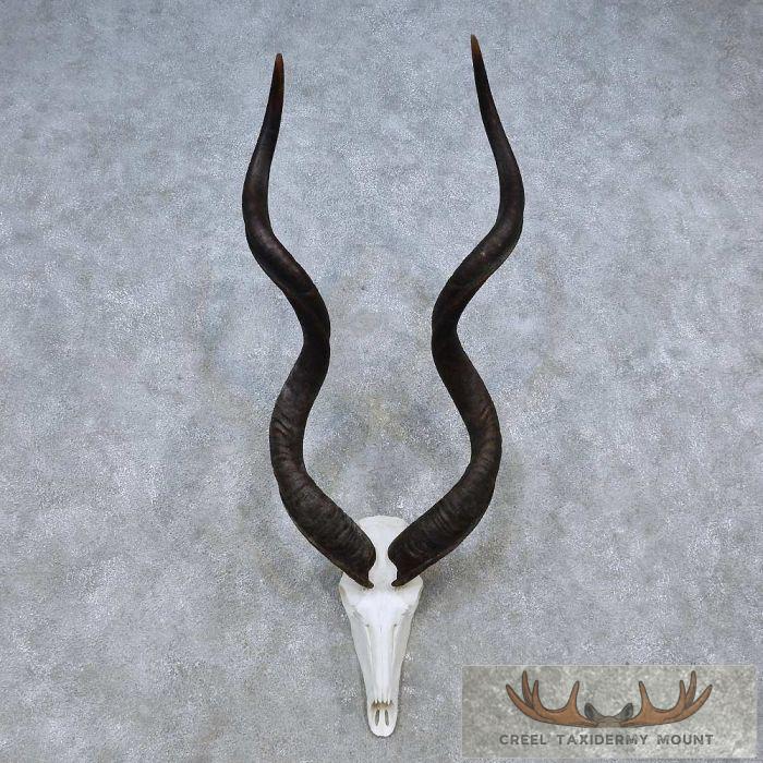 African Kudu Skull & Horn European Mount Taxidermy