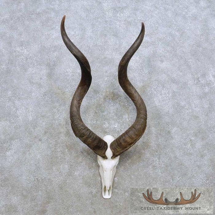 African Kudu Skull & Horn European Mount Taxidermy