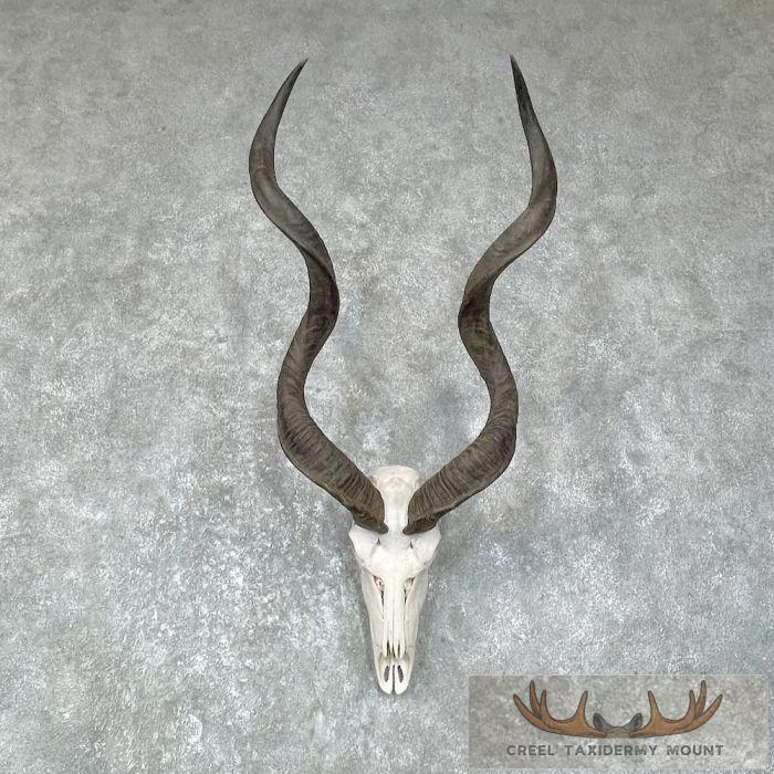 Greater Kudu Skull & Horn European Taxidermy Mount For Sale