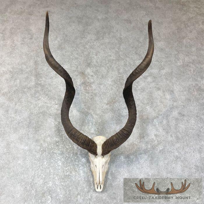 Greater Kudu Skull & Horn European Taxidermy Mount For Sale