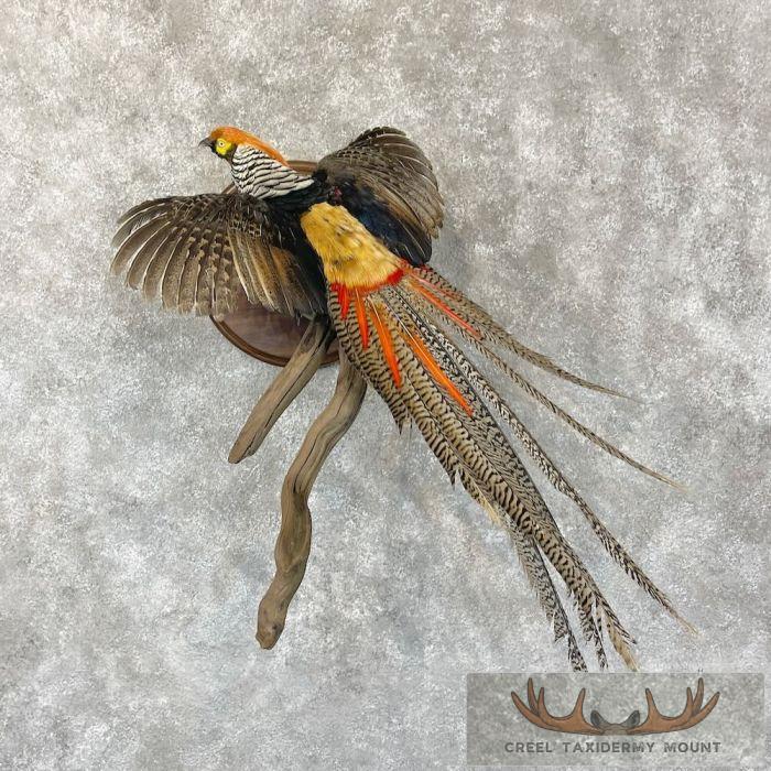 Lady Amherst Cross Pheasant Taxidermy Mount For Sale