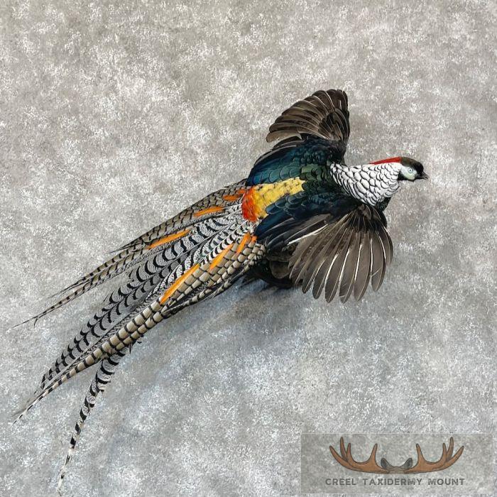 Lady Amherst Pheasant Taxidermy Bird Mount For Sale