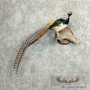 Lady Amherst Pheasant Taxidermy Bird Mount For Sale