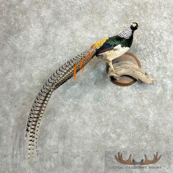 Lady Amherst Pheasant Taxidermy Bird Mount For Sale