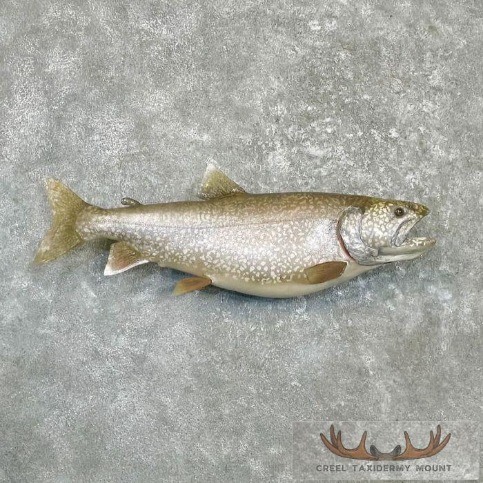 32" Lake Trout Taxidermy Fish Mount For Sale