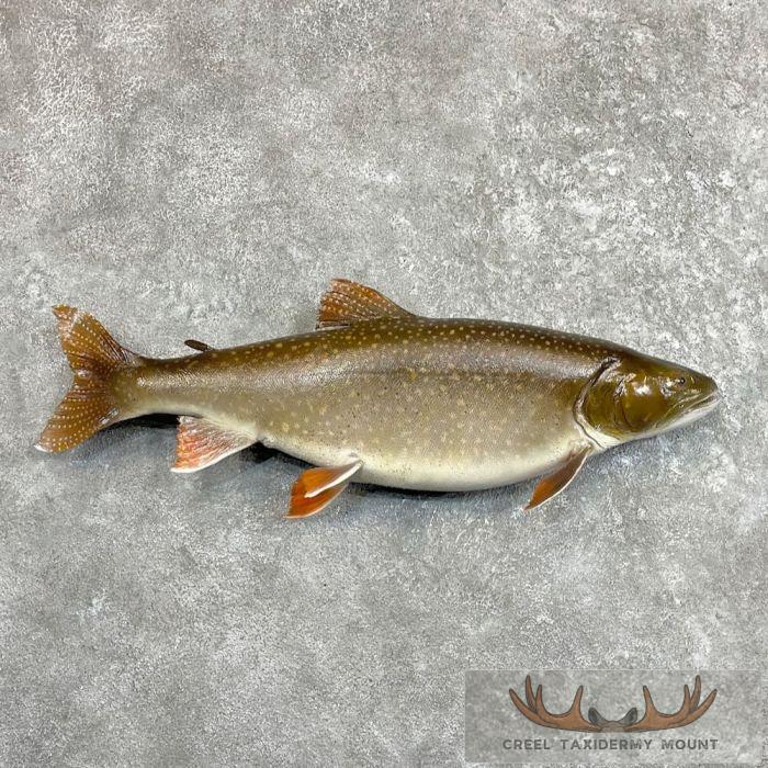 34" Lake Trout Taxidermy Fish Mount For Sale