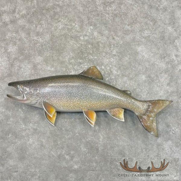 Lake Trout Taxidermy Fish Mount For Sale