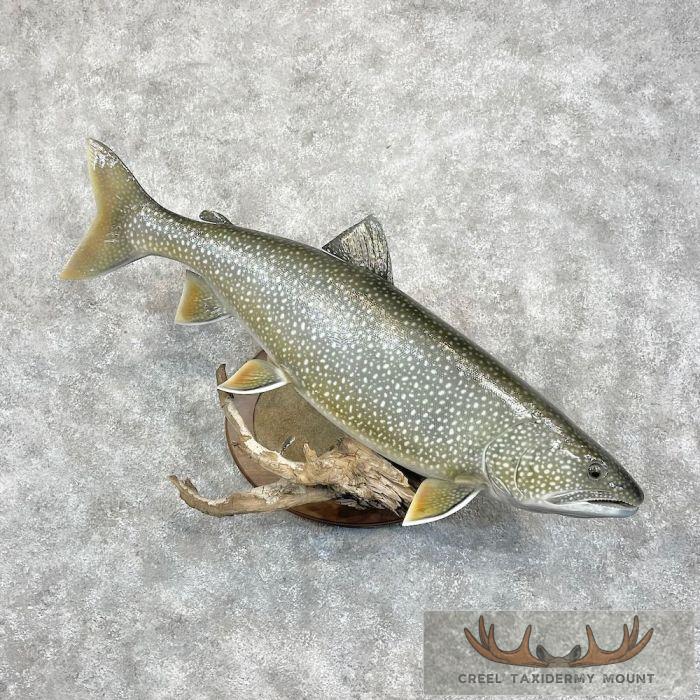 Lake Trout Taxidermy Fish Mount For Sale