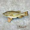 Largemouth Bass Taxidermy Fish Mount For Sale