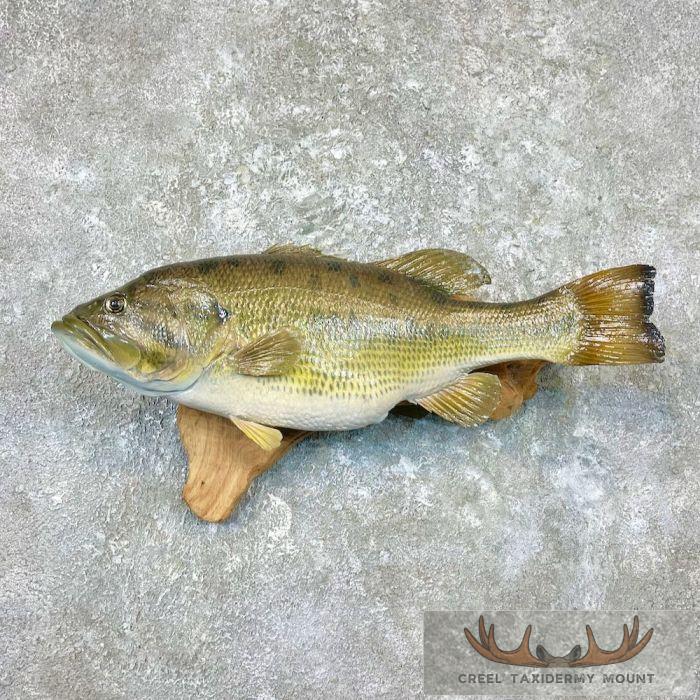 Largemouth Bass Taxidermy Fish Mount For Sale