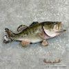 Largemouth Bass Taxidermy Fish Mount For Sale