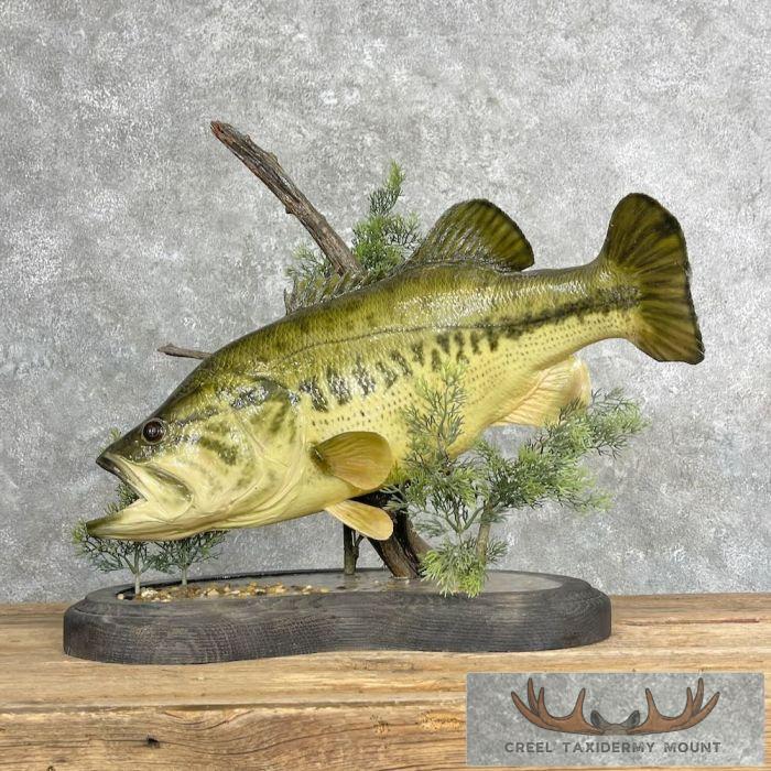 Largemouth Bass Taxidermy Fish Mount For Sale - Creel Taxidermy