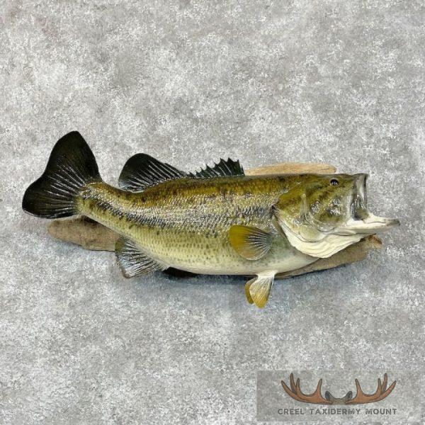 Largemouth Bass Taxidermy Fish Mount For Sale