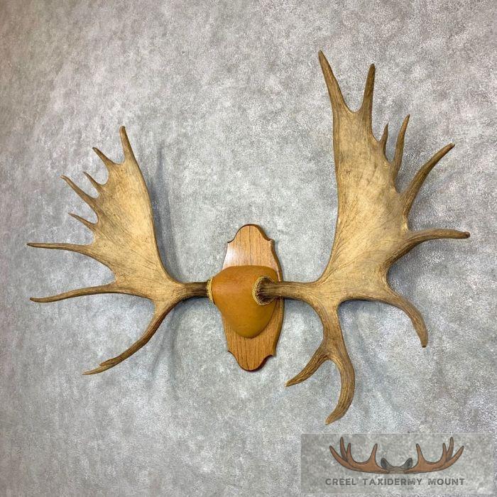 Western Canada Moose Antler Taxidermy Plaque For Sale - Image 2
