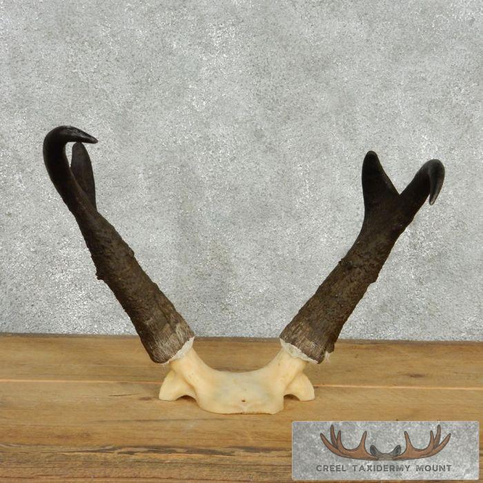 Pronghorn Antelope Taxidermy Horns For Sale