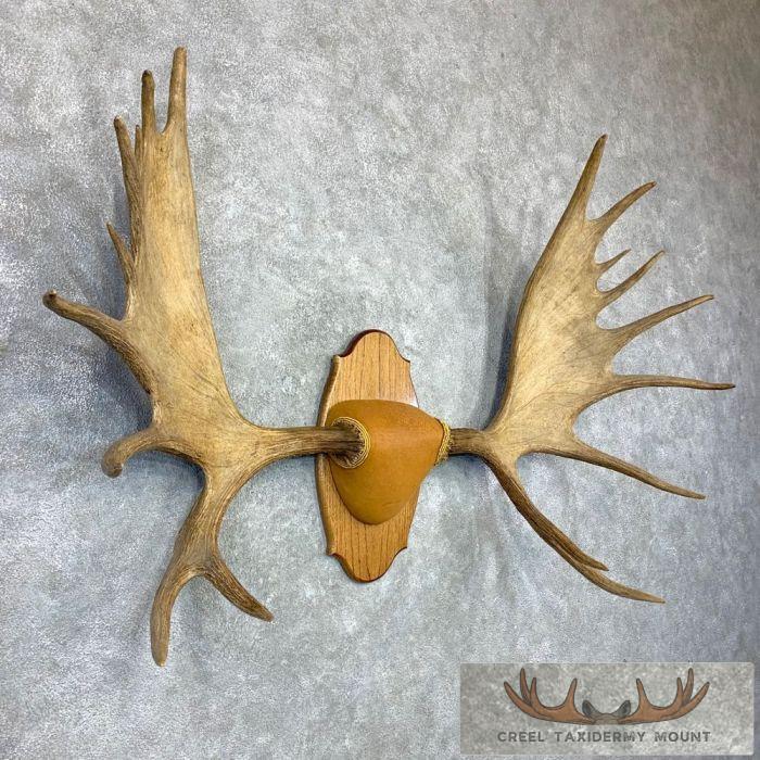 Western Canada Moose Antler Taxidermy Plaque For Sale - Image 3
