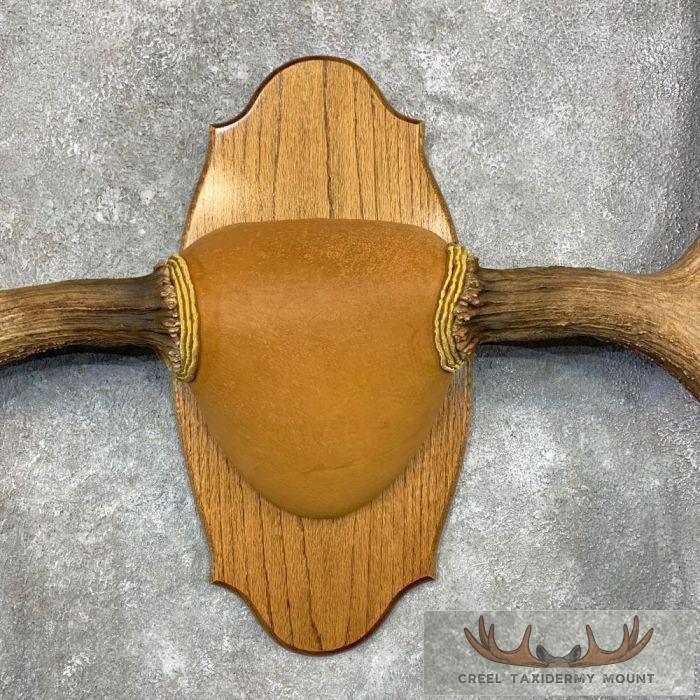 Western Canada Moose Antler Taxidermy Plaque For Sale - Image 5
