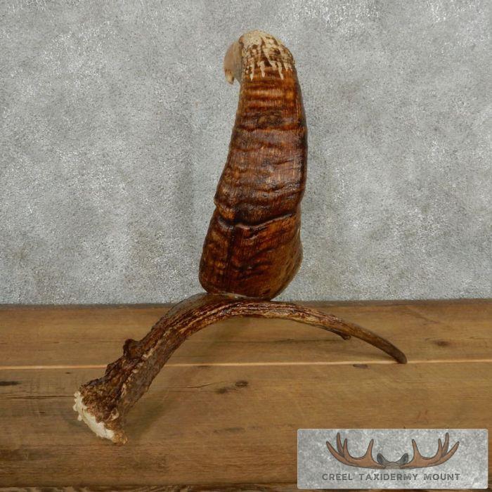 Bighorn Sheep Horn Eagle Head Carving For Sale - Image 9