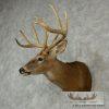 Whitetail Deer Shoulder Taxidermy Mount - Image 3