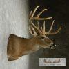 Whitetail Deer Shoulder Taxidermy Mount - Image 7