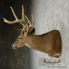 Whitetail Deer Shoulder Taxidermy Mount - Image 8