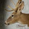 Whitetail Deer Shoulder Taxidermy Mount - Image 6