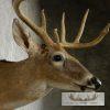 Whitetail Deer Shoulder Taxidermy Mount - Image 5