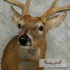 Whitetail Deer Shoulder Taxidermy Mount - Image 4