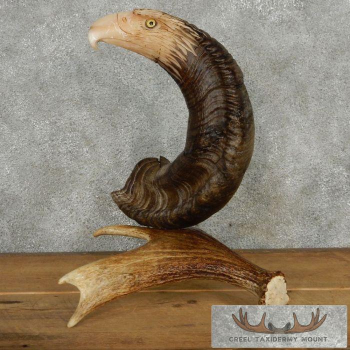 Bighorn Sheep Horn Eagle Head Carving For Sale - Image 8