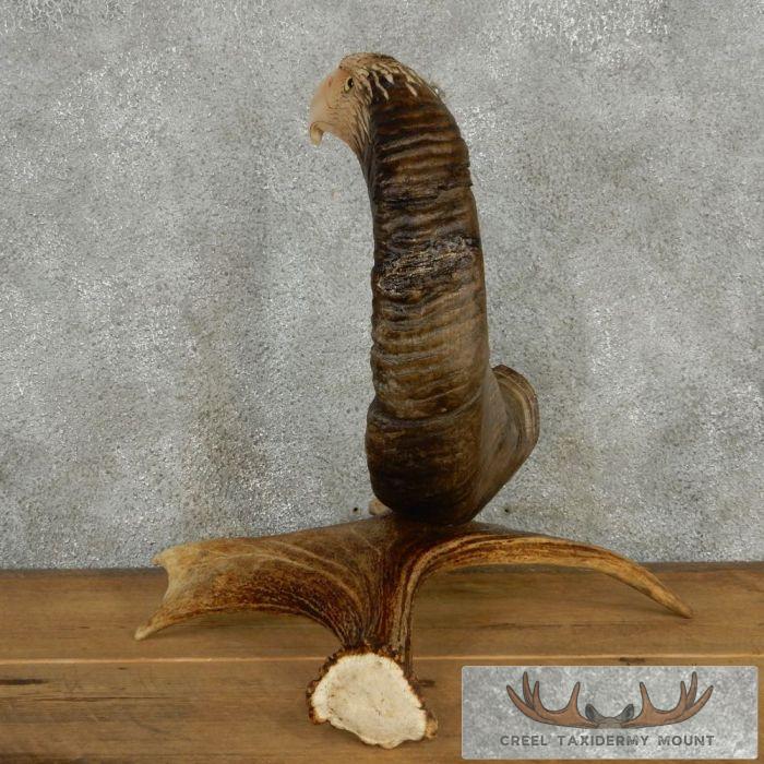 Bighorn Sheep Horn Eagle Head Carving For Sale - Image 7