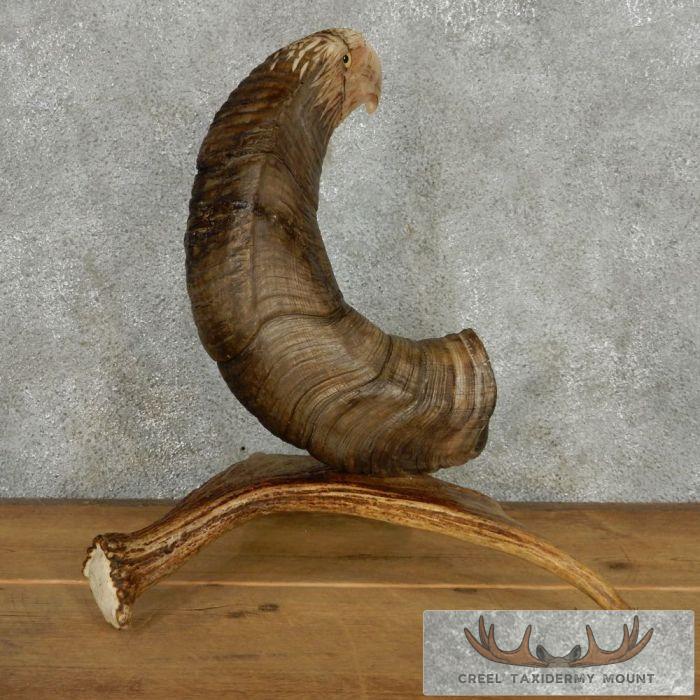 Bighorn Sheep Horn Eagle Head Carving For Sale - Image 5