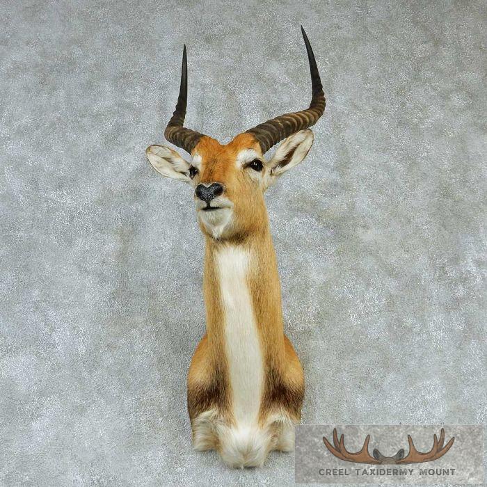 Southern Lechwe Taxidermy Shoulder Mount For Sale