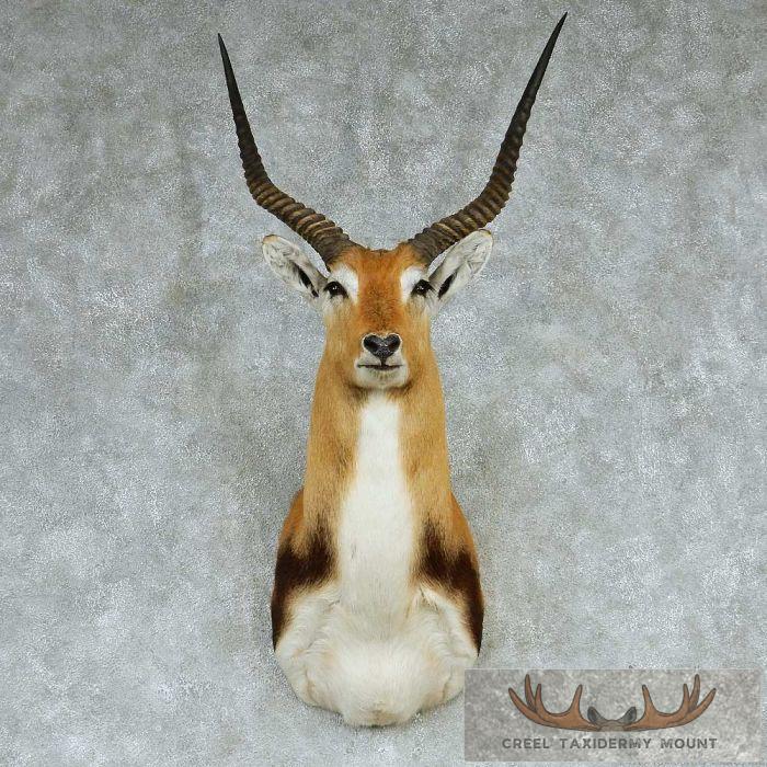 Southern Lechwe Taxidermy Shoulder Mount For Sale
